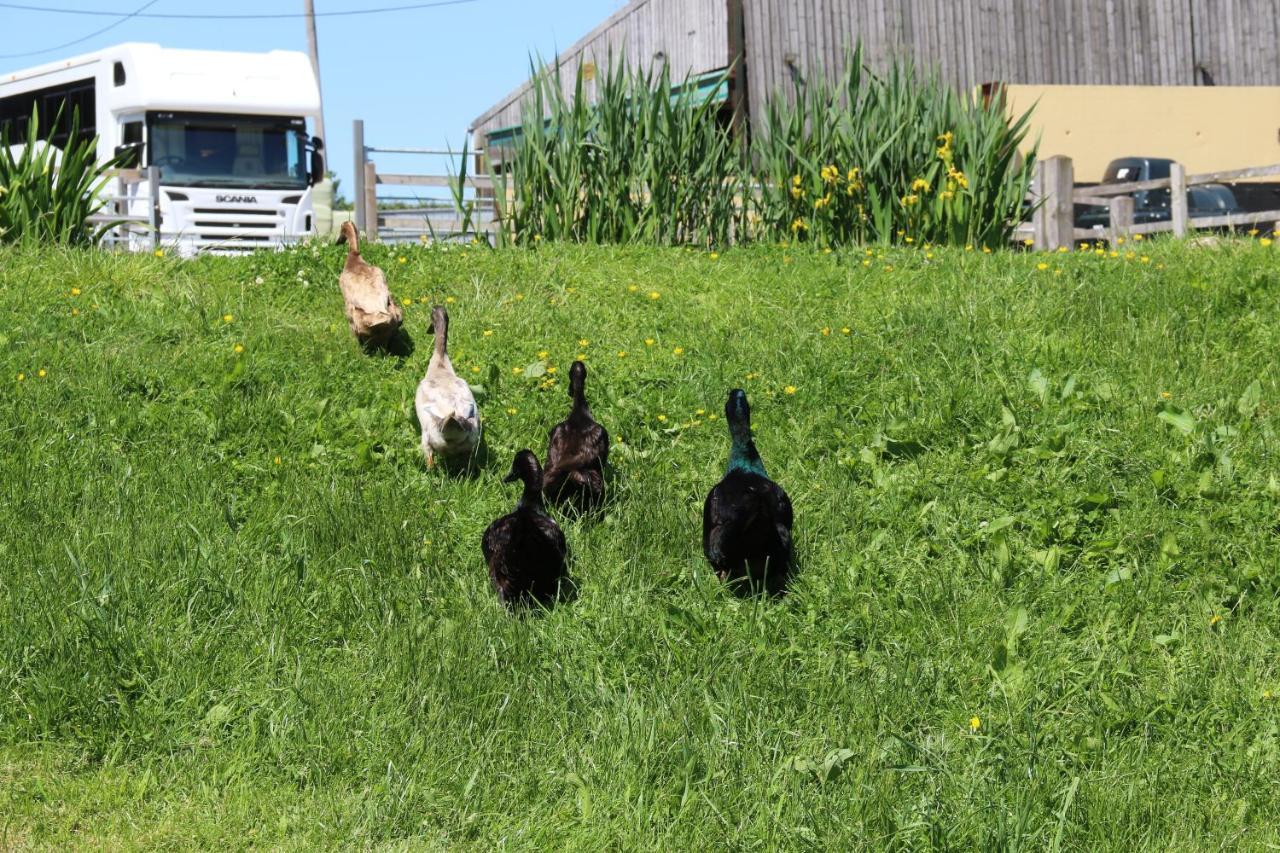 Farm Glamping 1 Corscombe